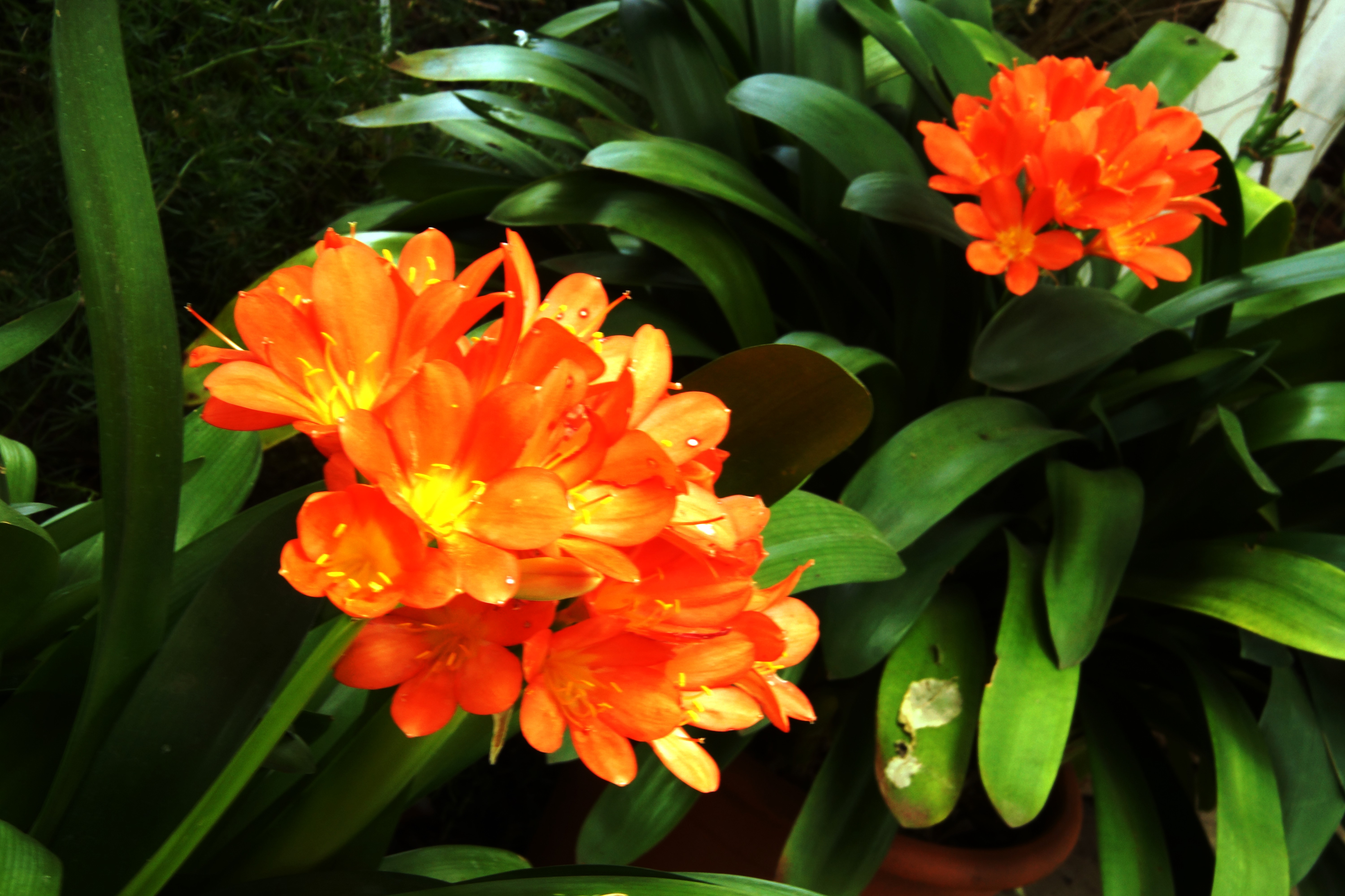 020 Fleurs